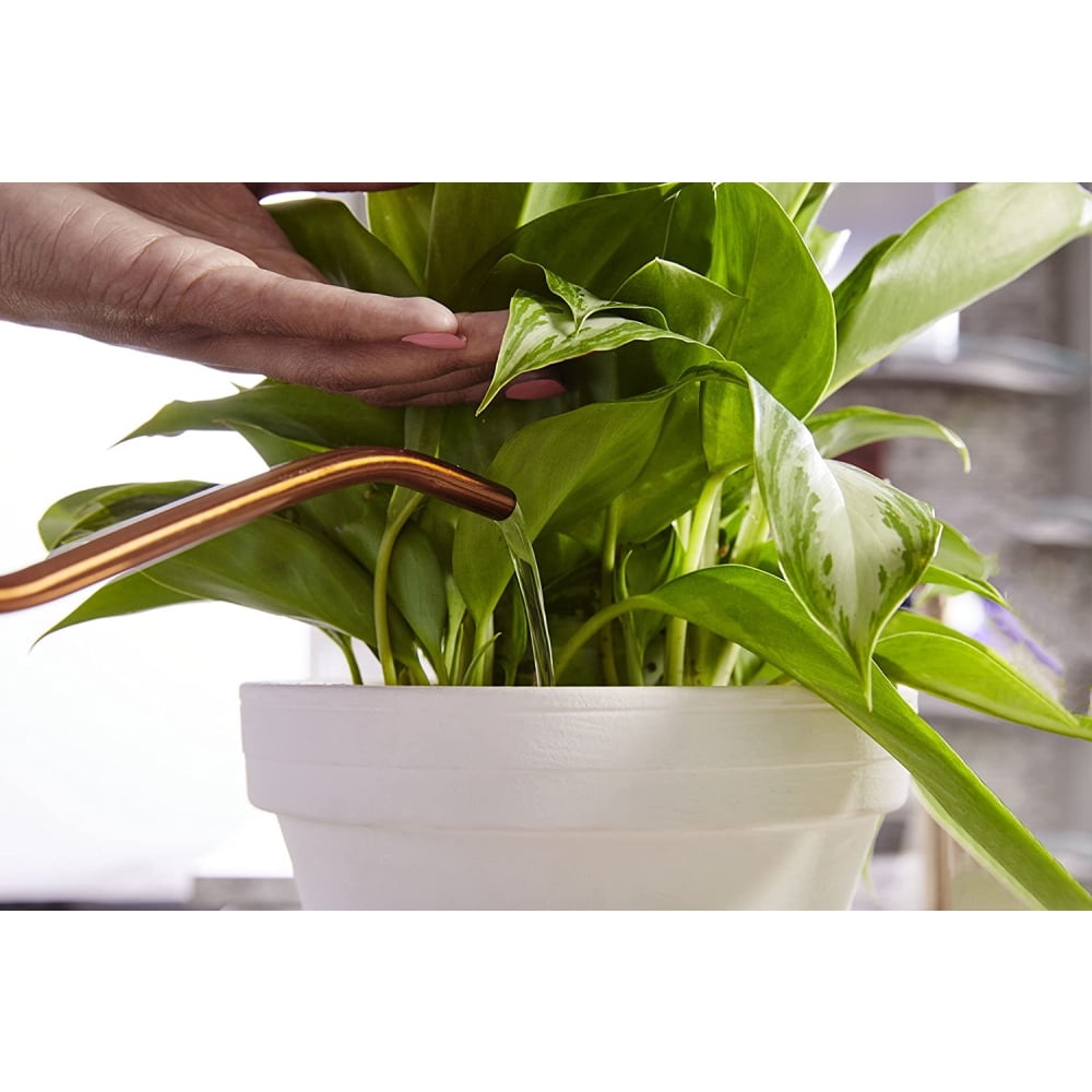 Miracle-Gro Indoor Plant Food Fertilizer Liquid Nutrient (8 fl oz, 12-Pack) l0pbd
