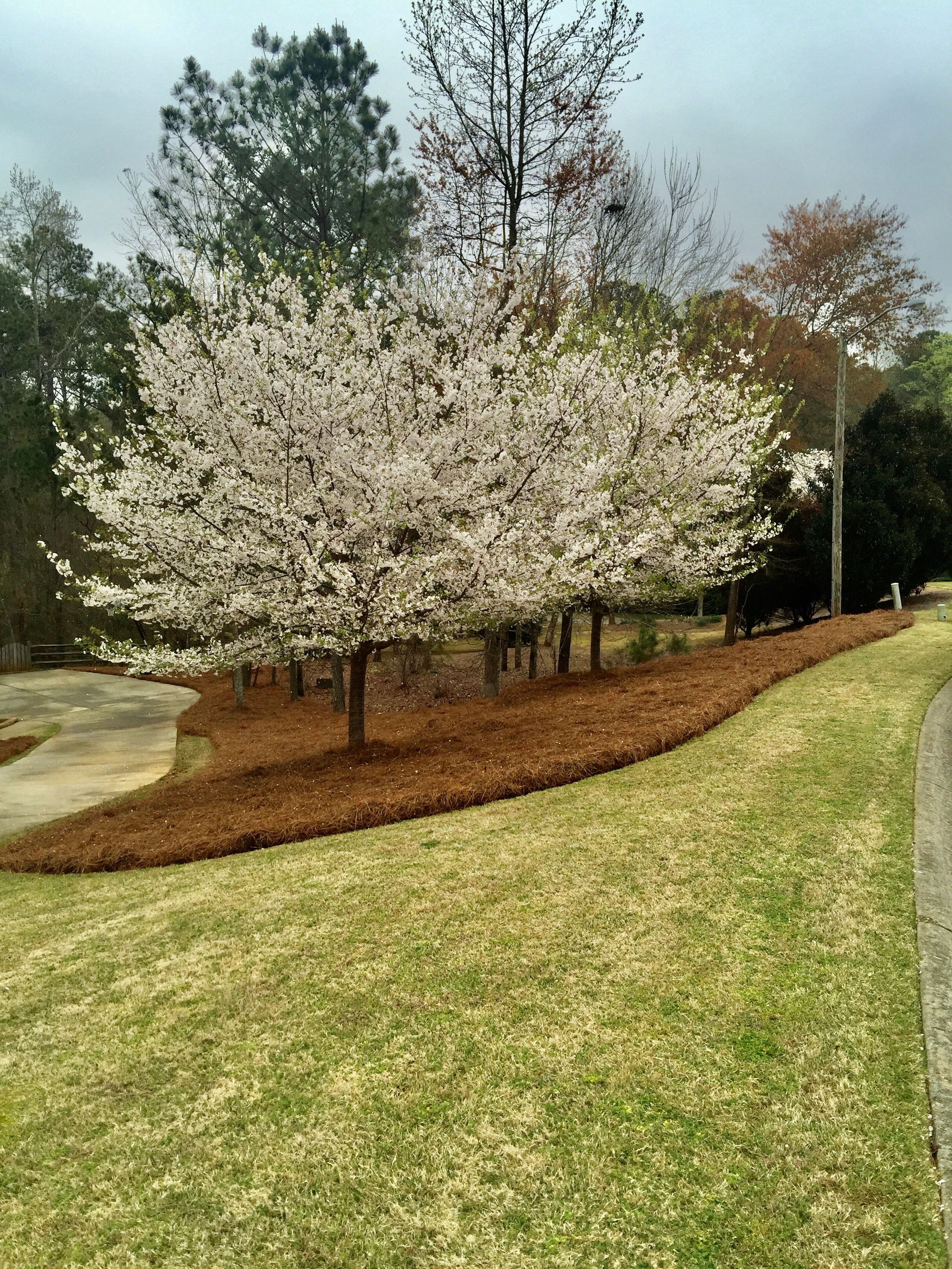 acdanc Premium Long Needle Pine Straw Mulch for Landscape Gardens (2200 sq ft) u0v4b