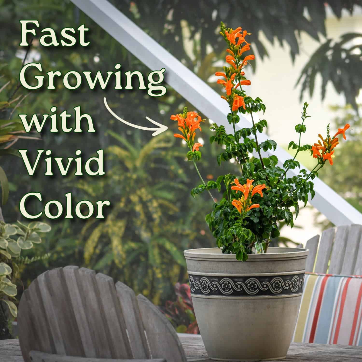 Tropical Plants of Florida Cape Honeysuckle Bush, Vibrant Orange Flowering Shrub (24 in to 30 in, 3 gal) wtps1
