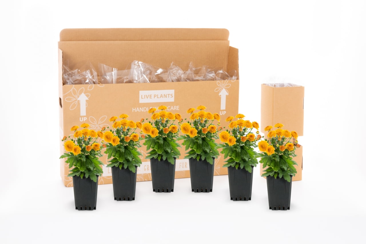 Expert Gardener Yellow Chrysanthemum Live Fall Plant (Yellow, 6-Pack, 1 pt) iffod