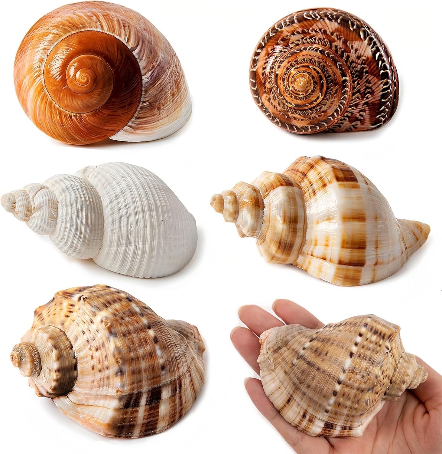 SINKOO Natural Hermit Crab Shells for Medium to Large Crabs (White, 5 Pack, 2.8 in - 3.9 in) 6ihji