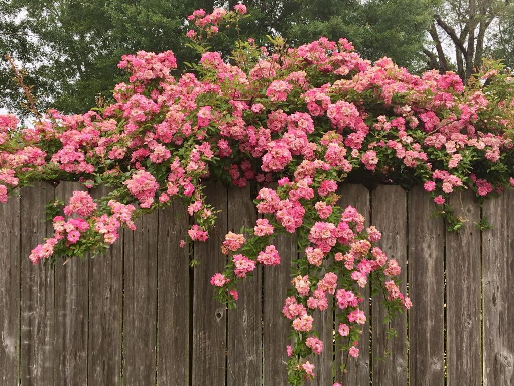 New Life Nursery & Garden Peggy Martin Climbing Rose Live Plant (Pink, 1 QT) ogvdh