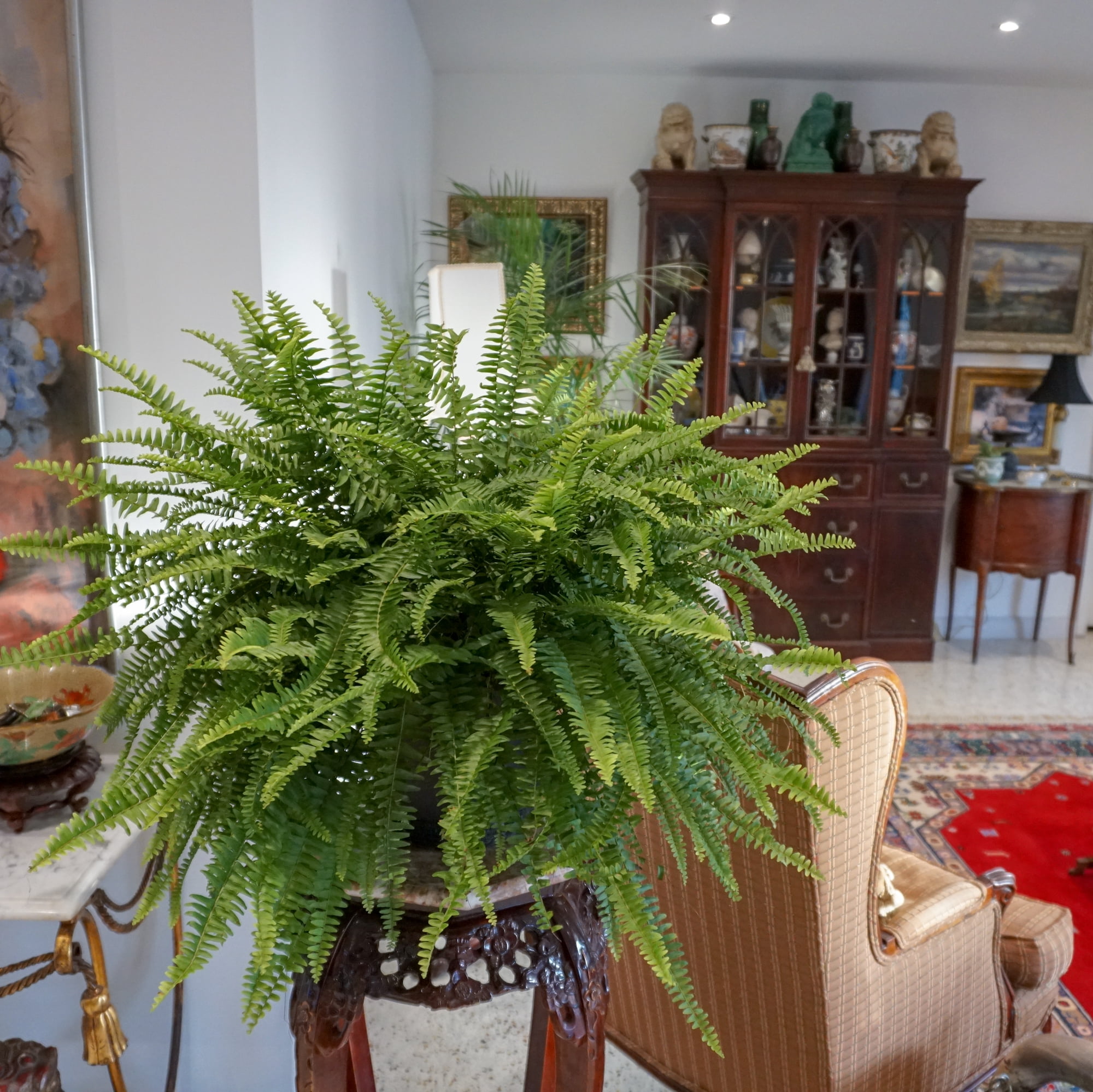 United Nursery Boston Fern Live Tropical Plant (Green, 2-Pack, 10 in Hanging Basket) sq7dl