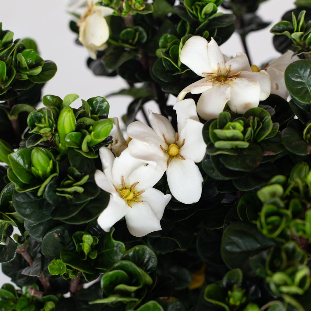Southern Living Diamond Spire Gardenia Live Shrub (Creamy-White, 2.5 qt) ipiep