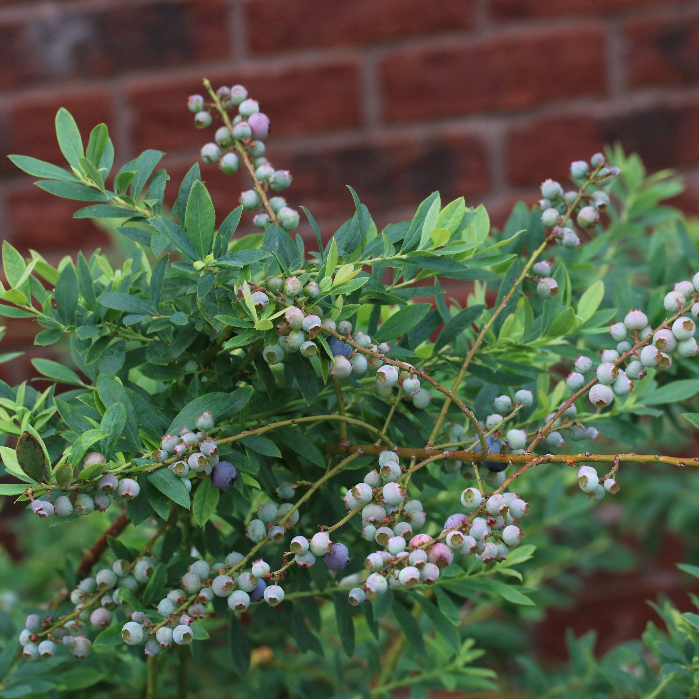National Plant Network Legacy Blueberry Live Shrub (1 gal) m3u22