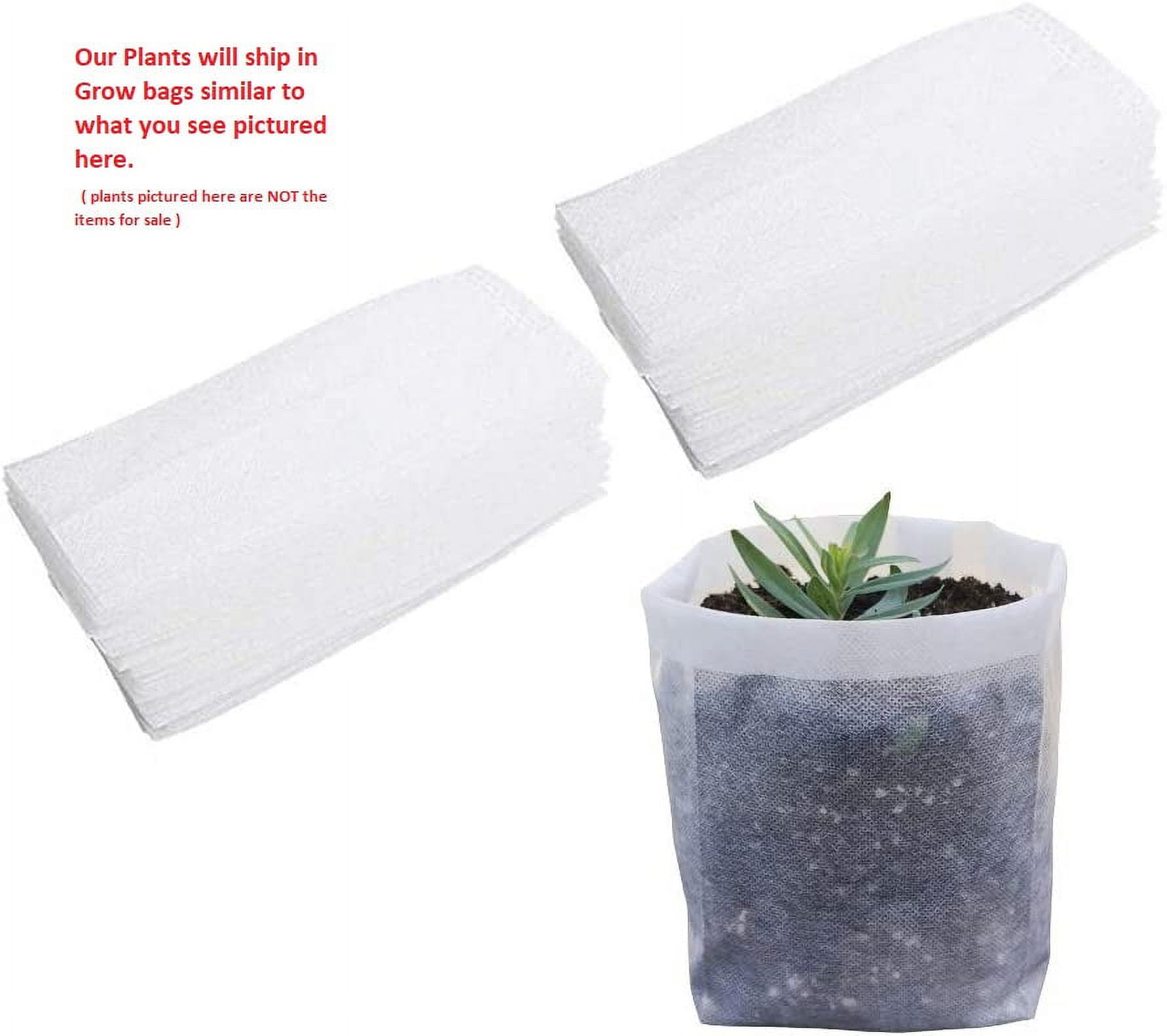 New Life Nursery & Garden White Drift Groundcover Rose Live Plant (1 QT) qhhzt