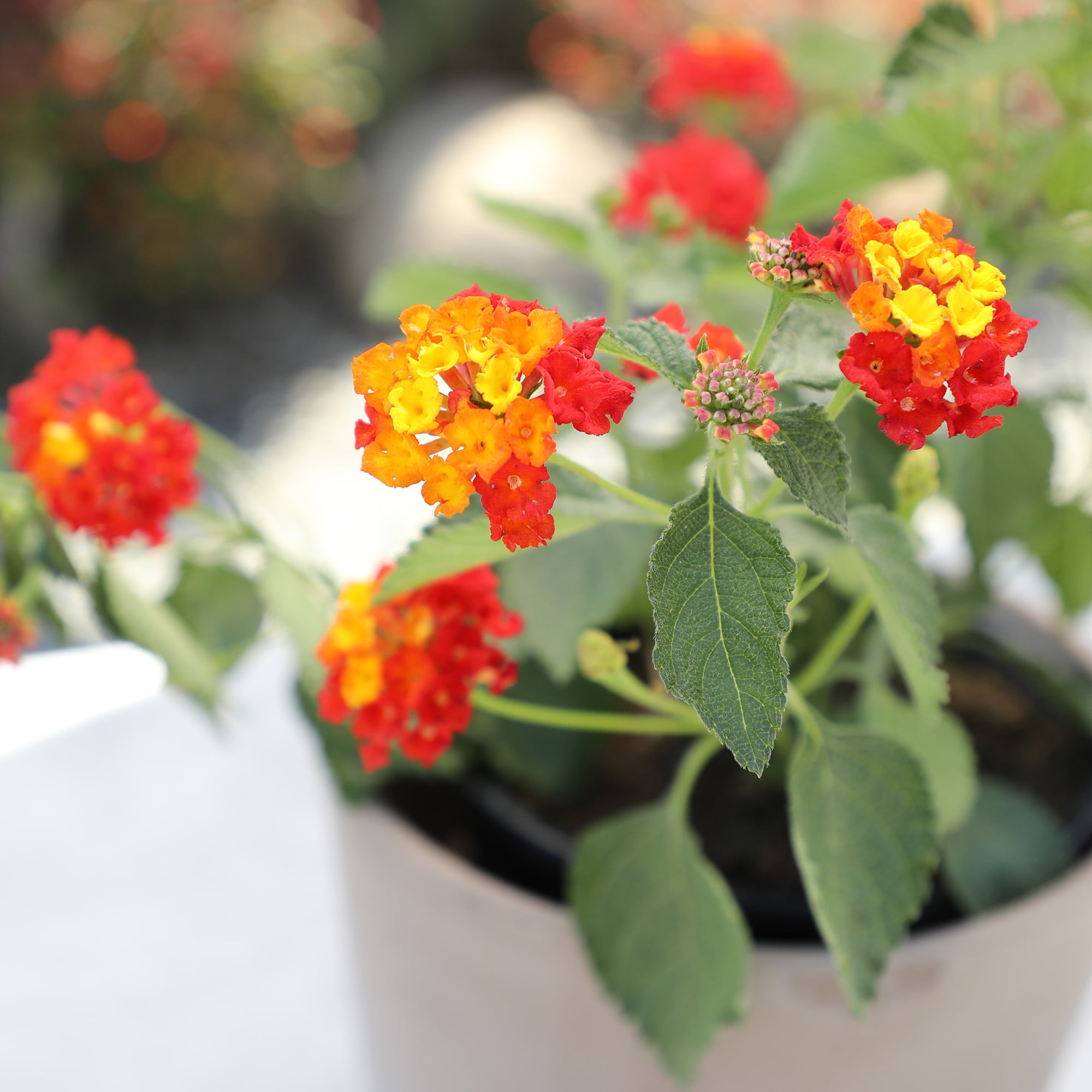 Expert Gardener Dallas Red Lantana Live Plant (Red, 2.5 qt) zzdt8