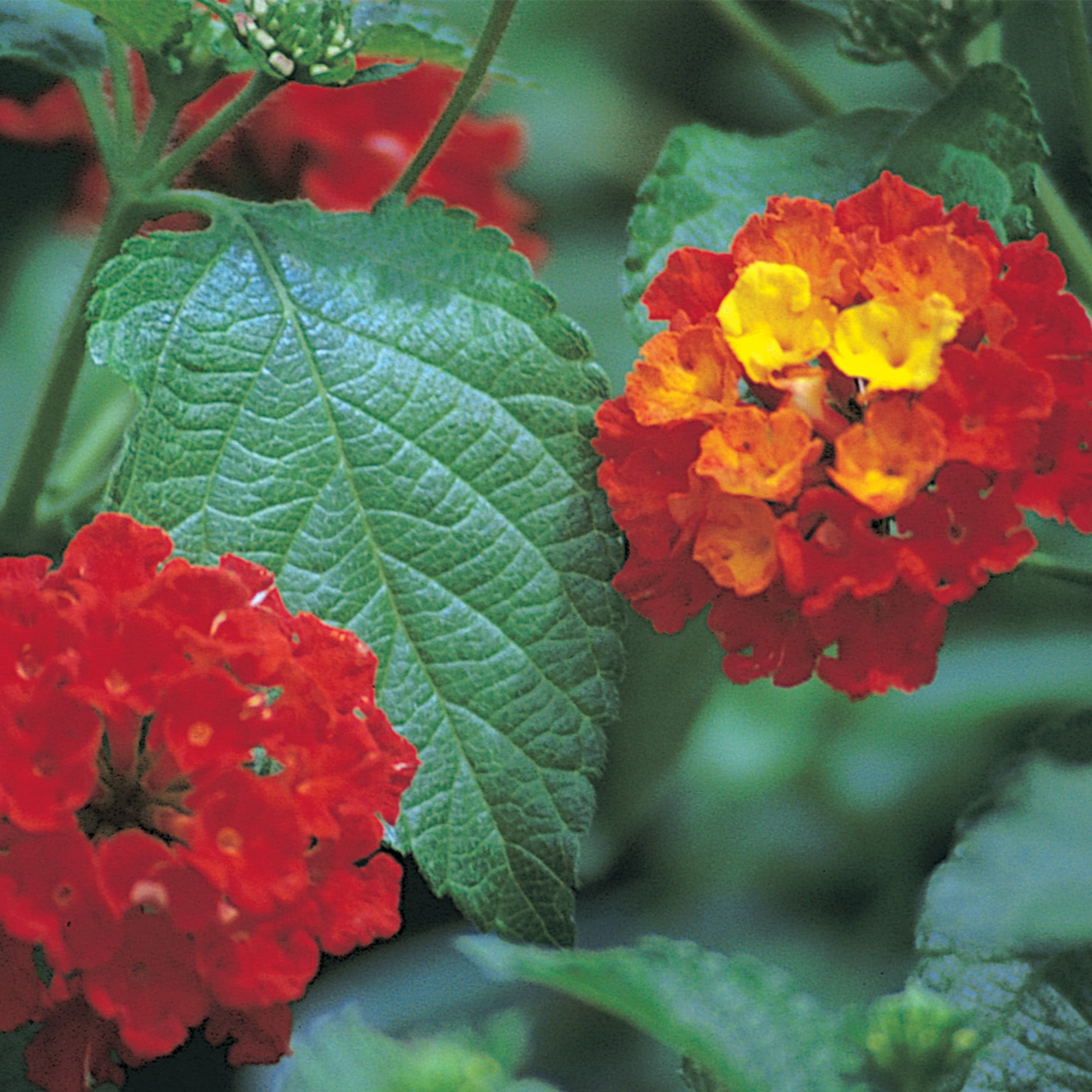 Expert Gardener Dallas Red Lantana Live Plant (Red, 2.5 qt) zzdt8