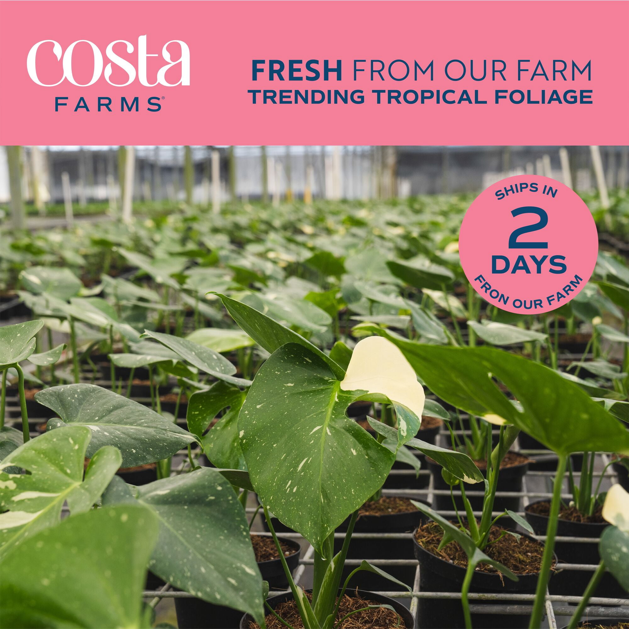 Costa Farms Monstera Deliciosa White Monster Live House Plant (White, 12 in) a727o