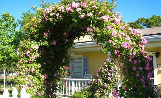 New Life Nursery & Garden Peggy Martin Climbing Rose Live Plant (Pink, 1 QT) ogvdh