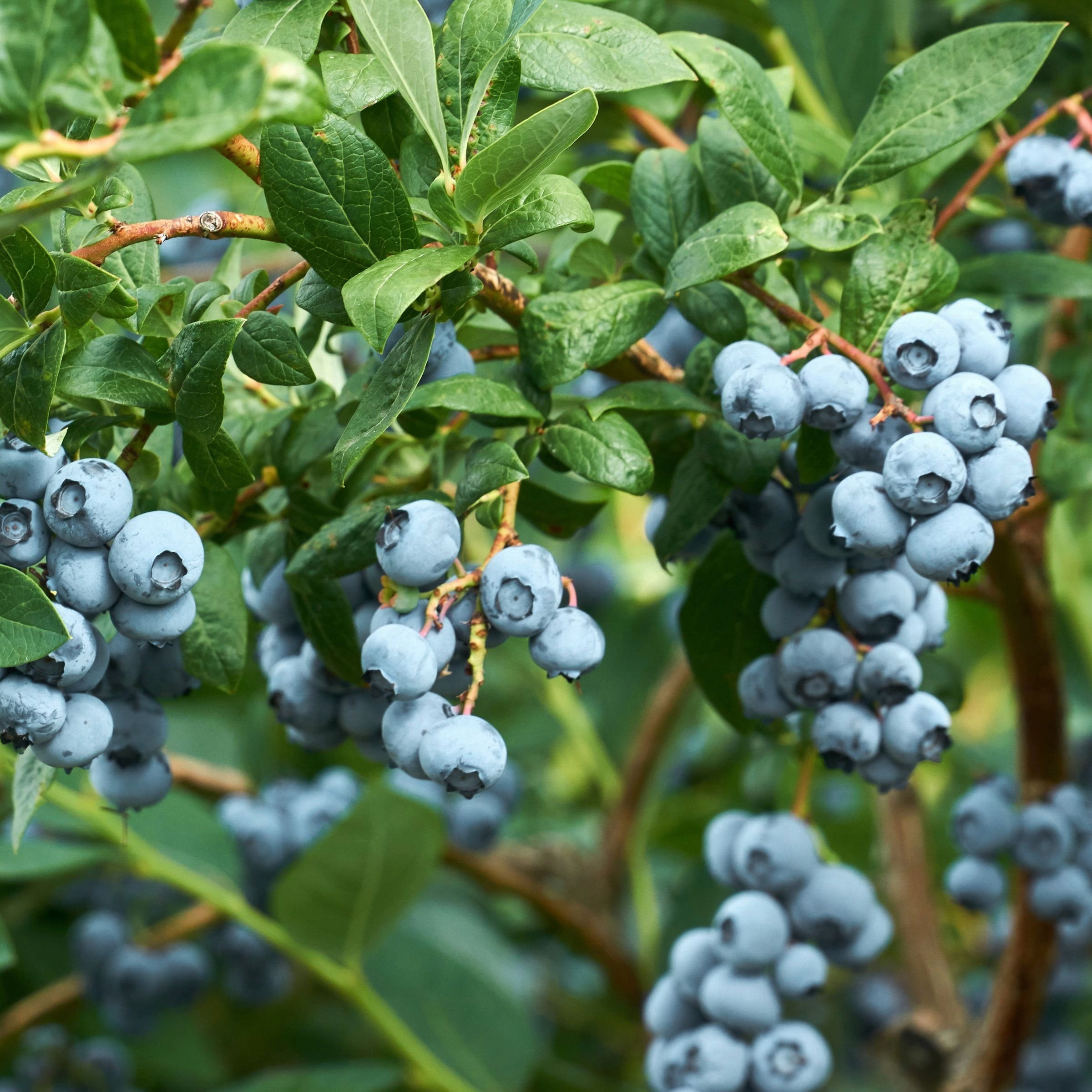 National Plant Network Legacy Blueberry Live Shrub (1 gal) m3u22