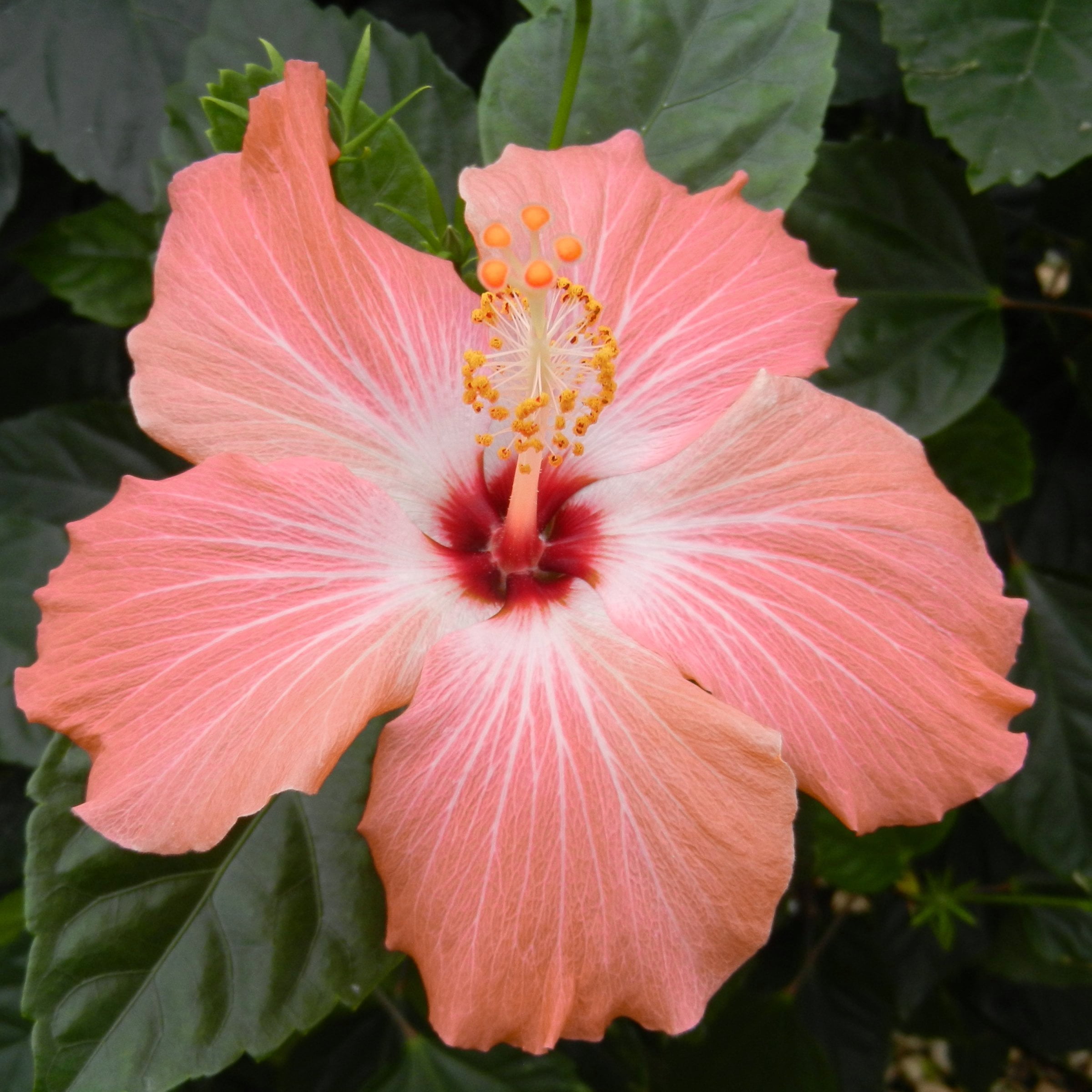 National Plant Network Hibiscus Peach Braided Live Tree (Orange, 2 gal) tnifo
