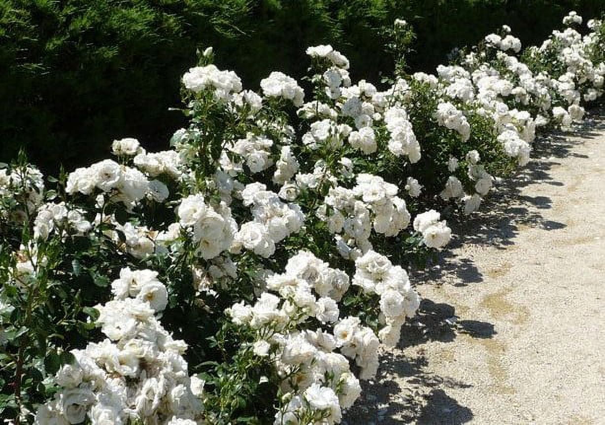 New Life Nursery & Garden White Drift Groundcover Rose Live Plant (1 QT) qhhzt