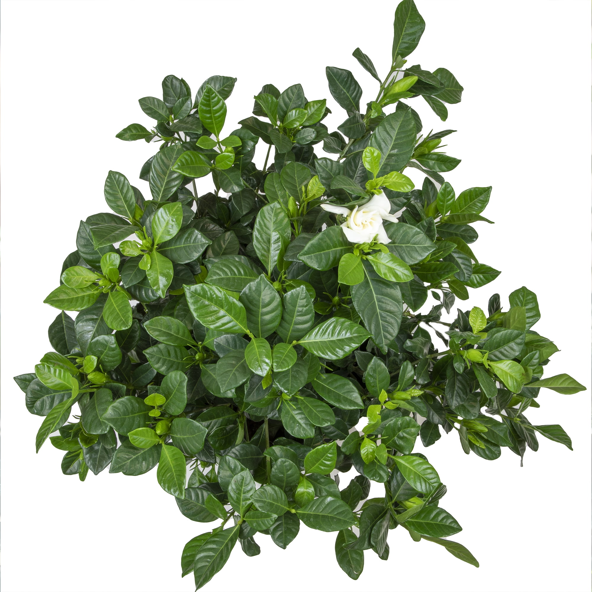 Altman Plants Gardenia Jasminoides Live Flowering Shrub (White, 1 gal) hcazo