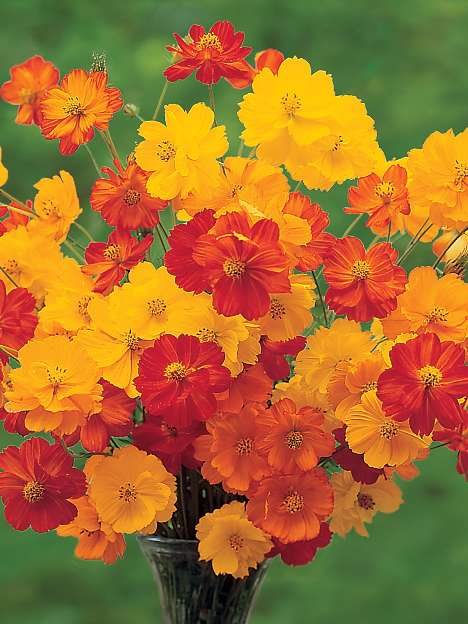 Burpee Bright Lights Mix Cosmos Annual Flower Seeds (Multi-Color, 36 in Height) 5vyio