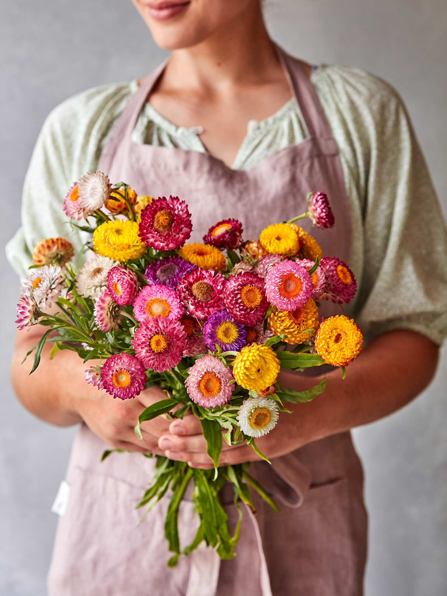 Burpee Tom Thumb Strawflower Seeds (Mixed Colors, 15 in Height) m9go4