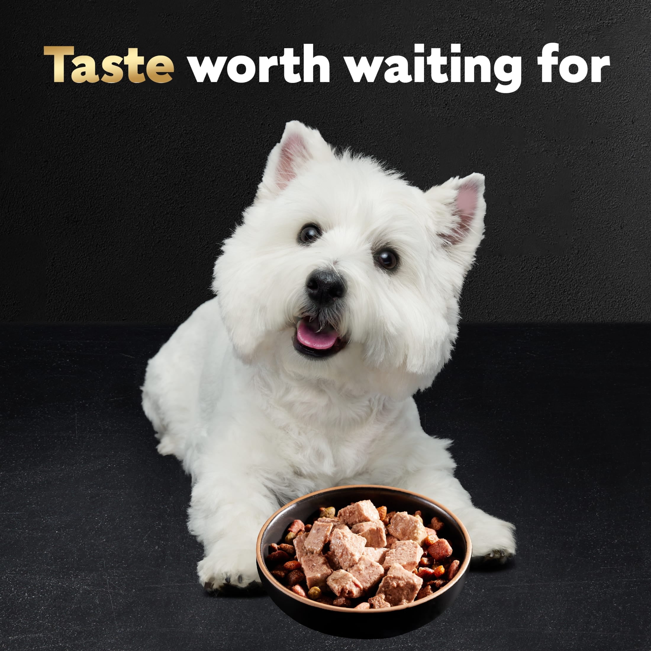 Cesar Soft Wet Dog Food, Classic Loaf in Sauce, Filet Mignon Flavor (24 Pack, 3.5 oz Trays) 3rbkt
