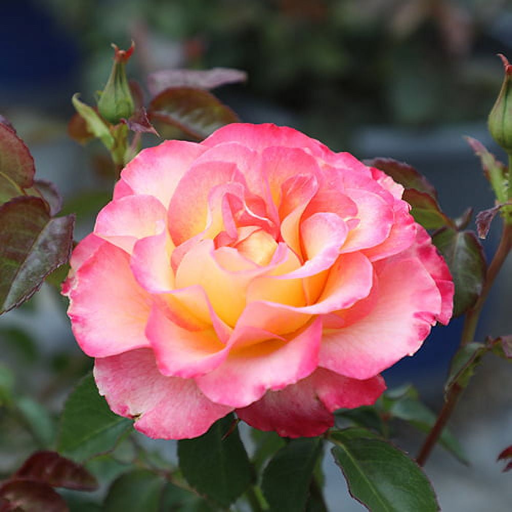 Altman Plants True Bloom True Sincerity Rose Bush (Pink and Yellow, 2 gal) 77l5k