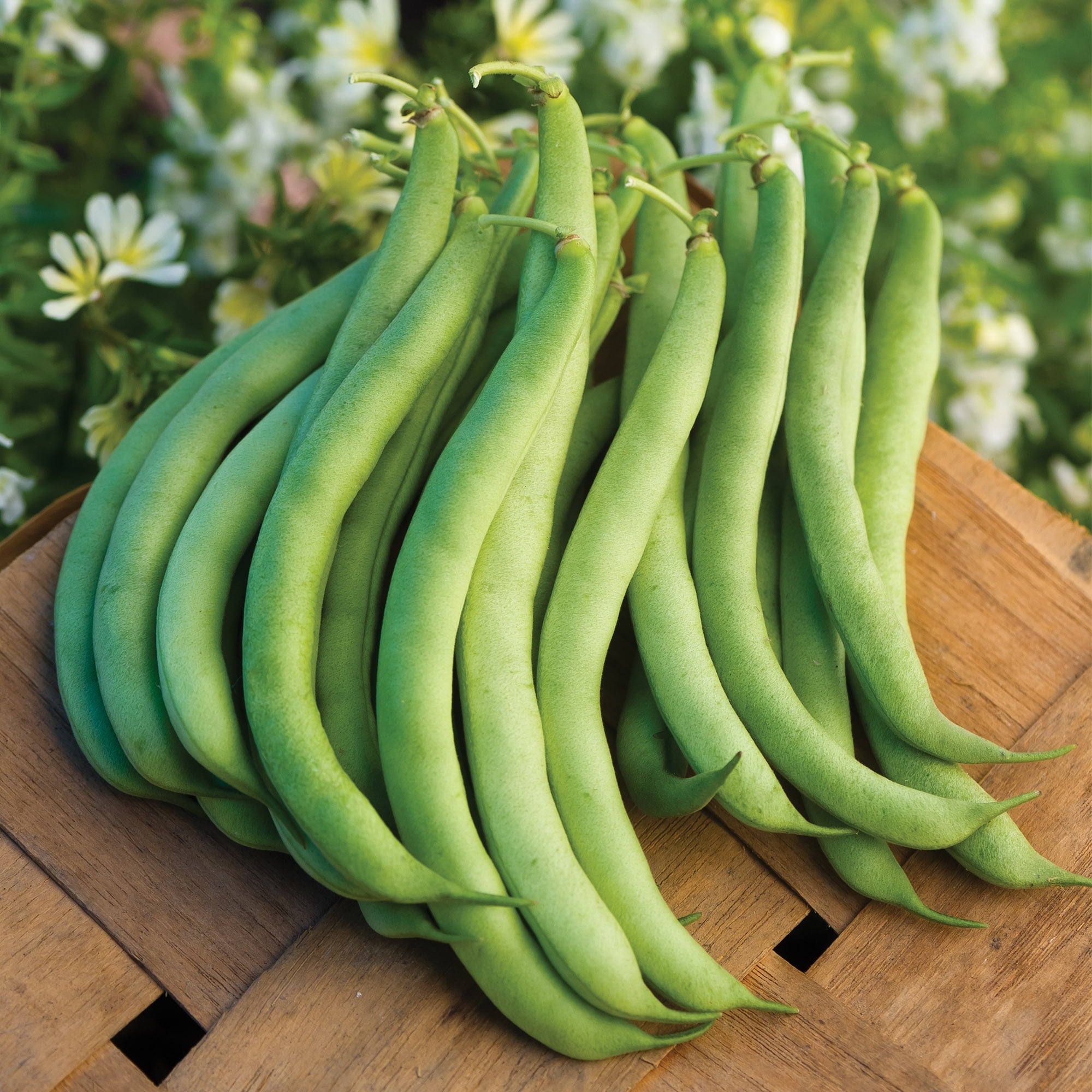 Burpee Organic Stringless Green Pod Bush Snap Bean Seeds (Green, 1-Pack) 9bj6r