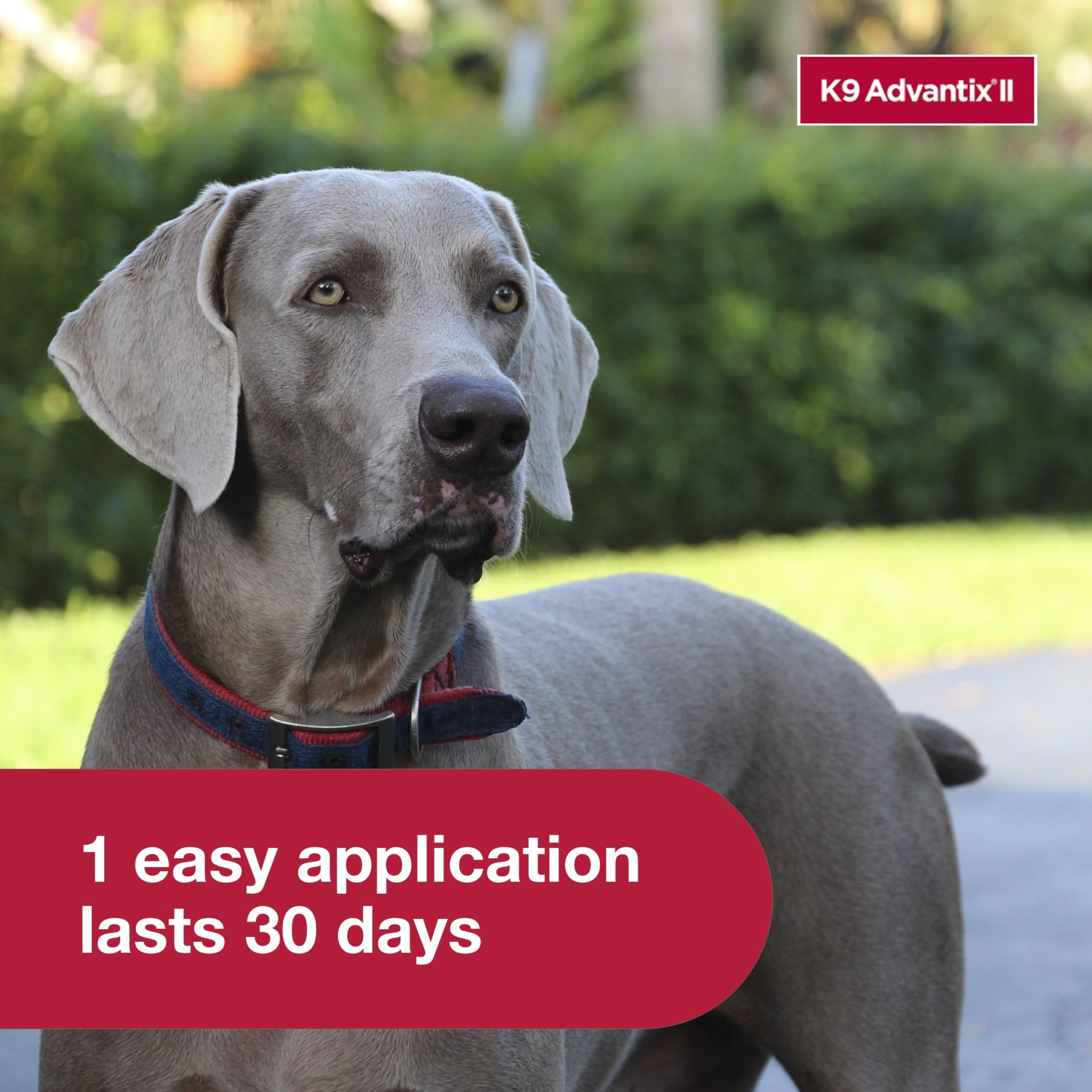 K9 Advantix II Flea and Tick Topical Prevention for Extra Large Dogs (55 lbs+, 2-Month Supply) msu2v