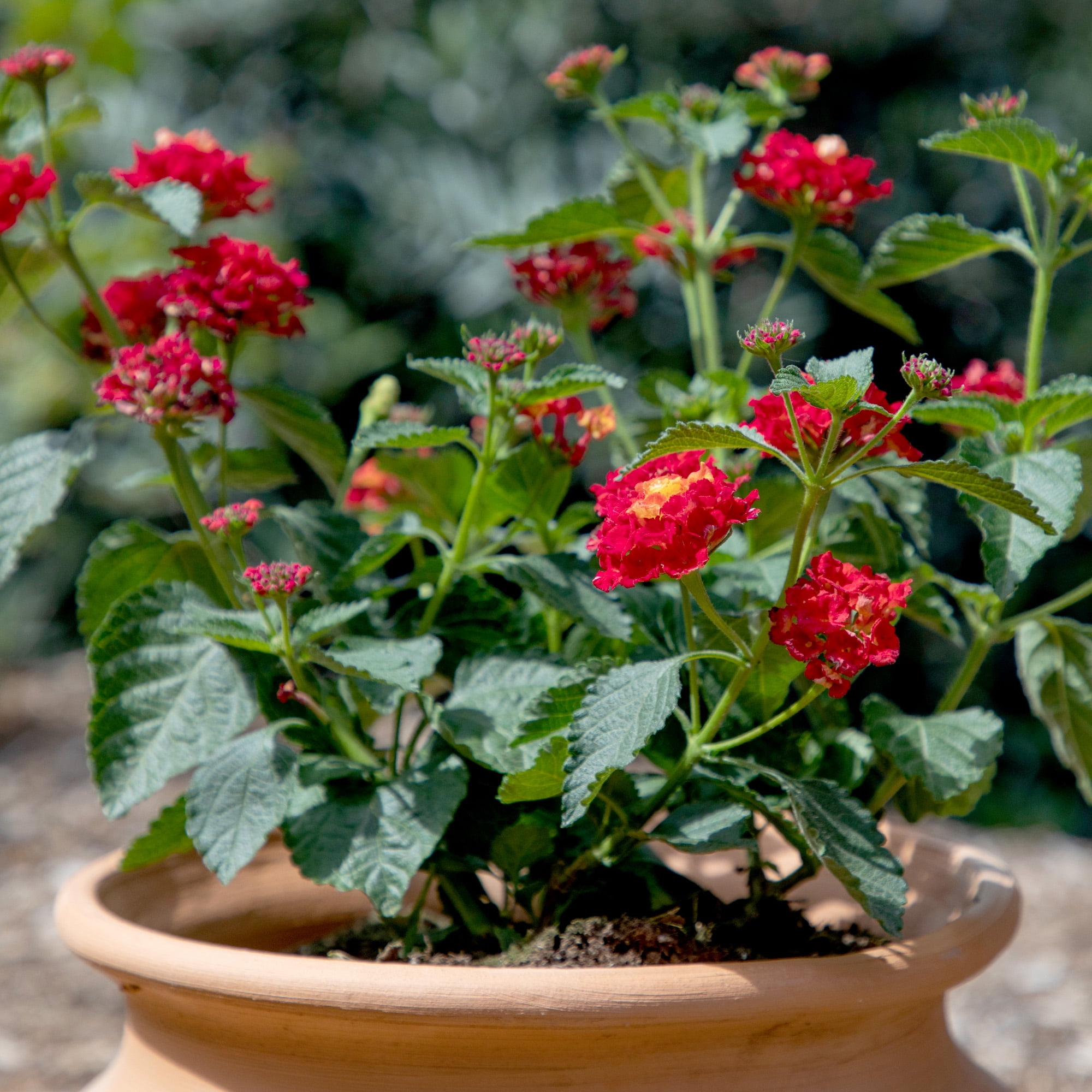 Expert Gardener Dallas Red Lantana Live Plant (Red, 2.5 qt) zzdt8