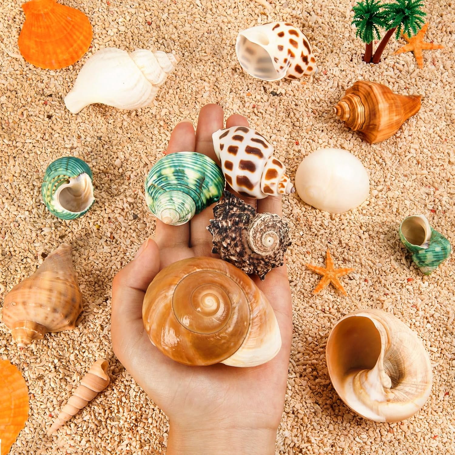 SINKOO Hermit Crab Shells Natural Sea Conch Growth Turbo Set (12 Pack, 1.6 in - 3.2 in) 2z6cy