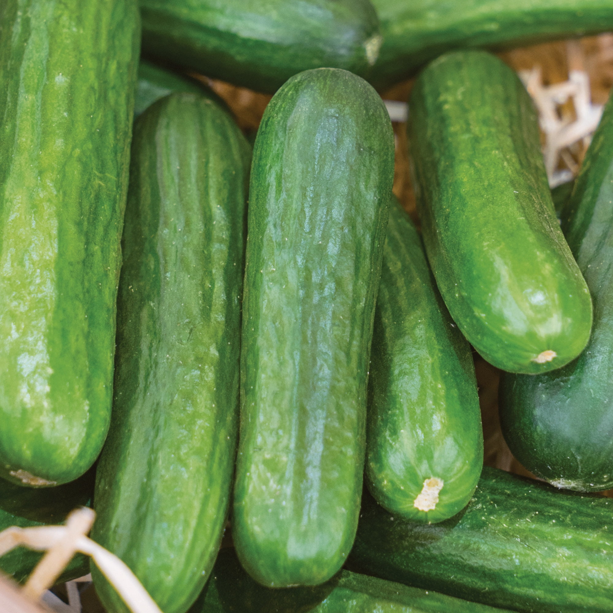 Burpee Organic Muncher Cucumber Seeds (Heirloom Vegetable, 6-9 in) utgis