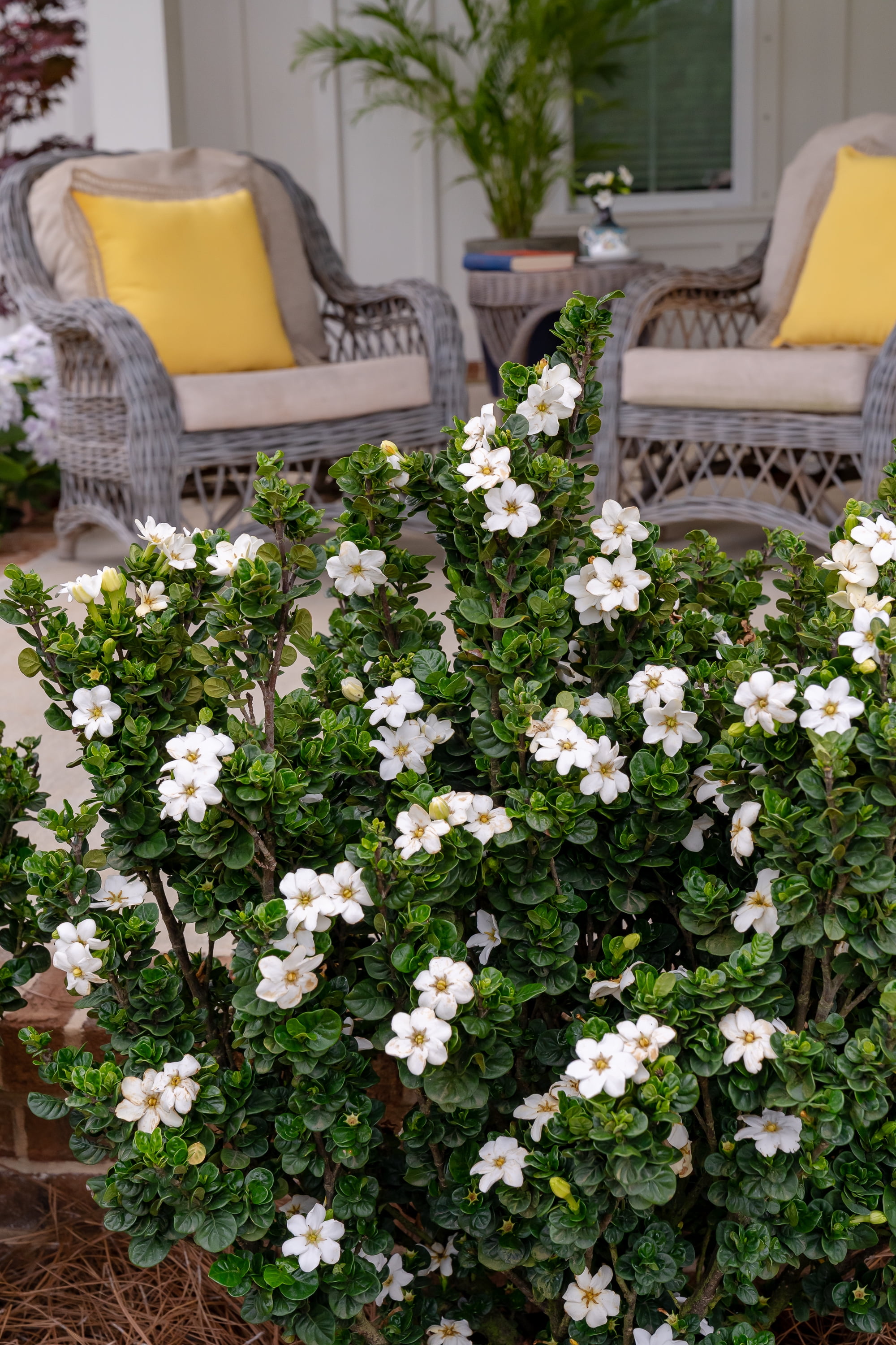 Southern Living Diamond Spire Gardenia Live Shrub (Creamy-White, 2.5 qt) ipiep