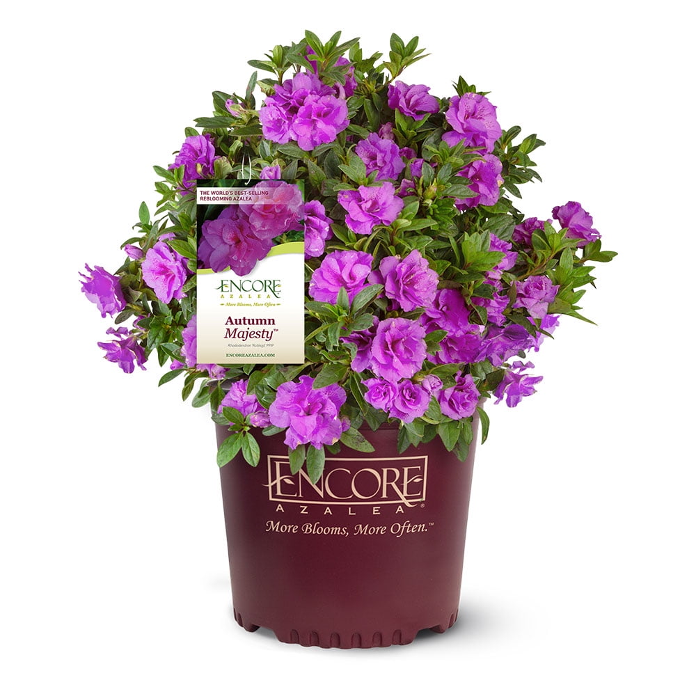 Encore Azalea Autumn Majesty Shrub with Purple Ruffled Blooms (1 Gallon) idiq2