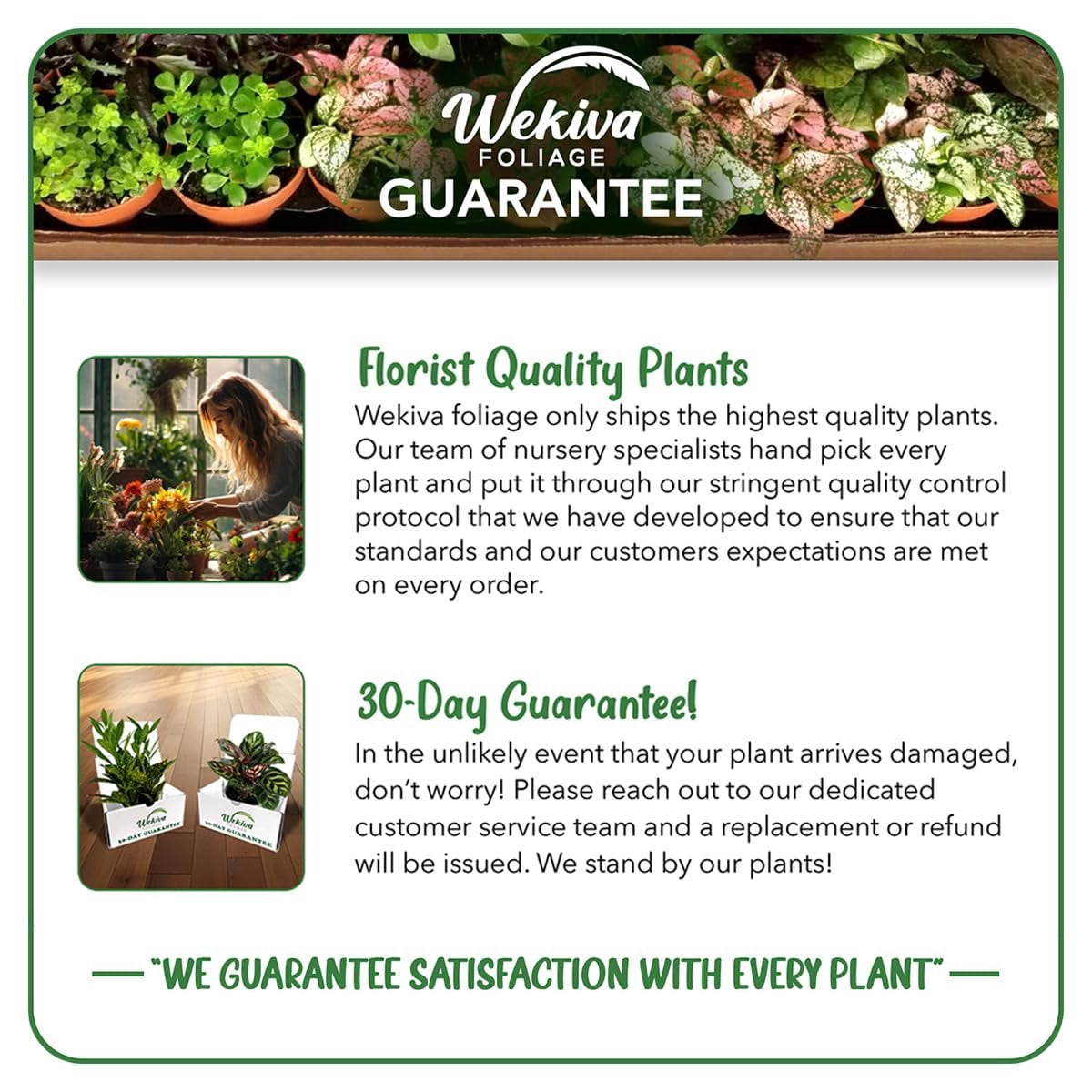 Wekiva Foliage Valencia Orange Tree Potting Soil Mix (Nutrient-Rich, 1 Quart) r4shd
