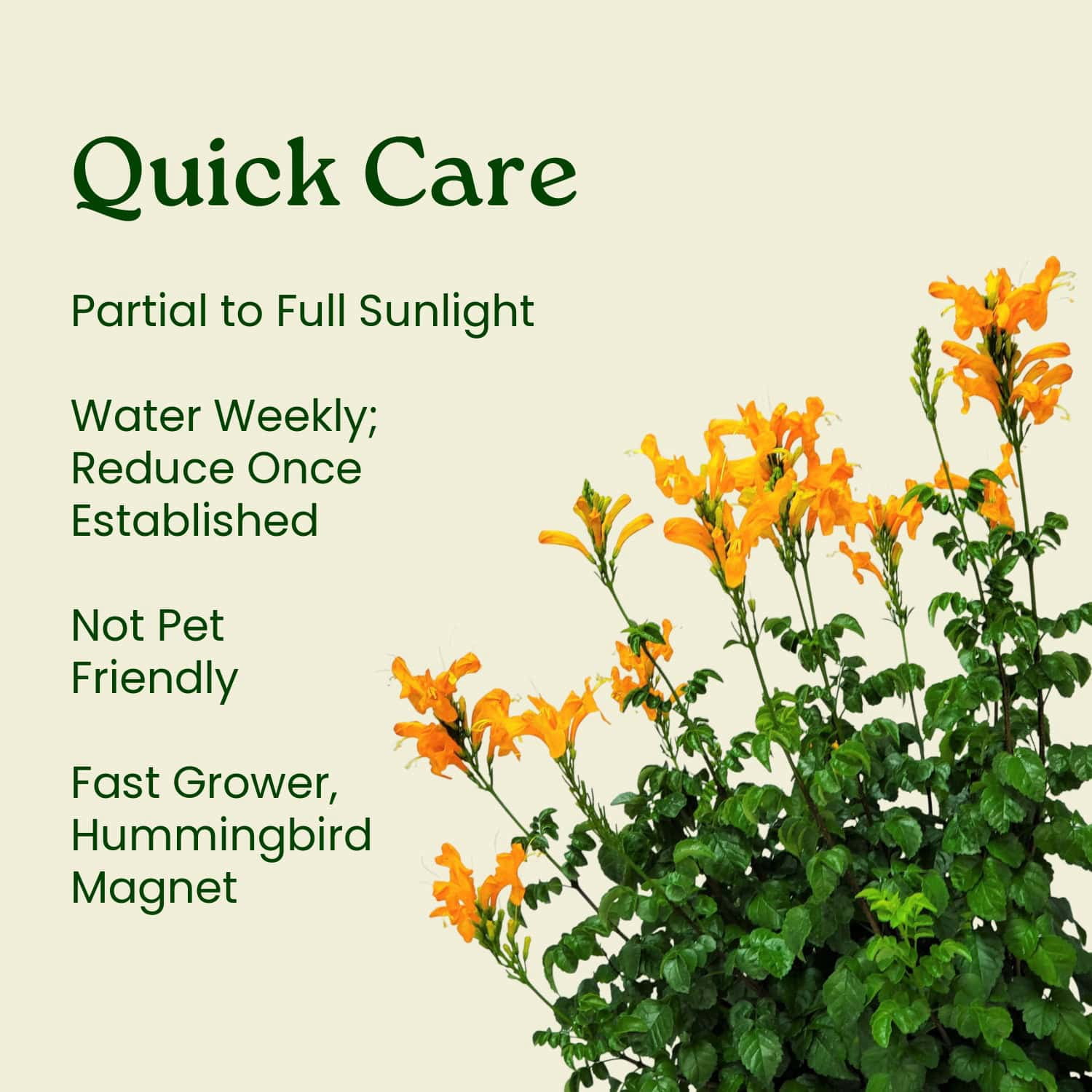 Tropical Plants of Florida Cape Honeysuckle Bush, Vibrant Orange Flowering Shrub (24 in to 30 in, 3 gal) wtps1