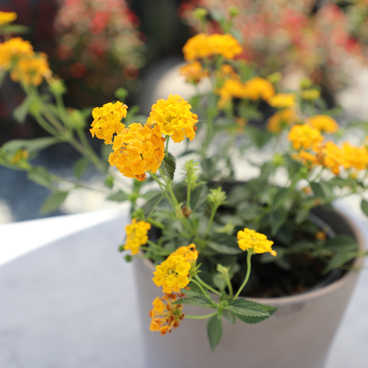 Expert Gardener Multicolor Lantana Drought Tolerant Live Plants (Full Sun, 1 Quart, 4 Count) laau8
