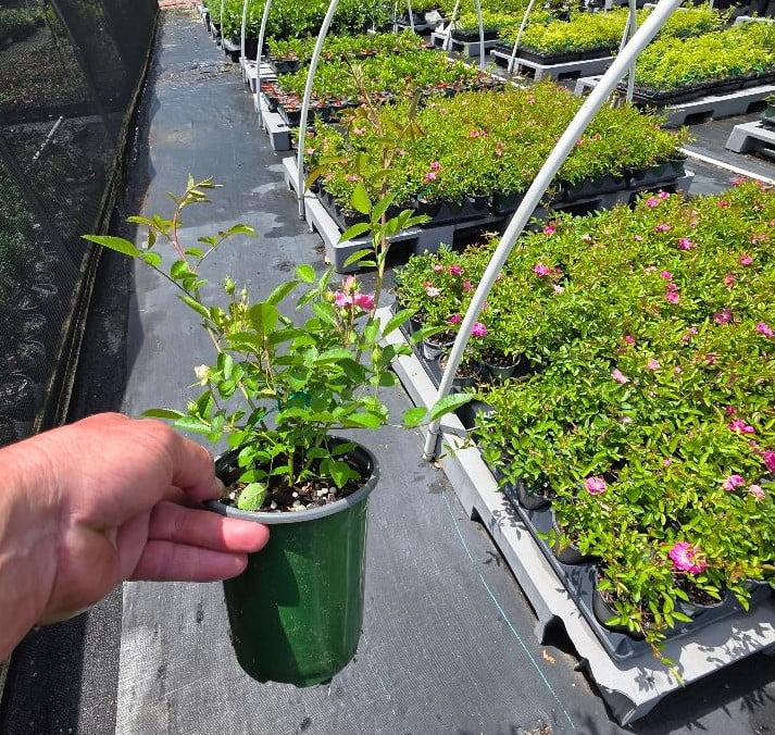 New Life Nursery & Garden Peggy Martin Climbing Rose Live Plant (Pink, 1 QT) ogvdh