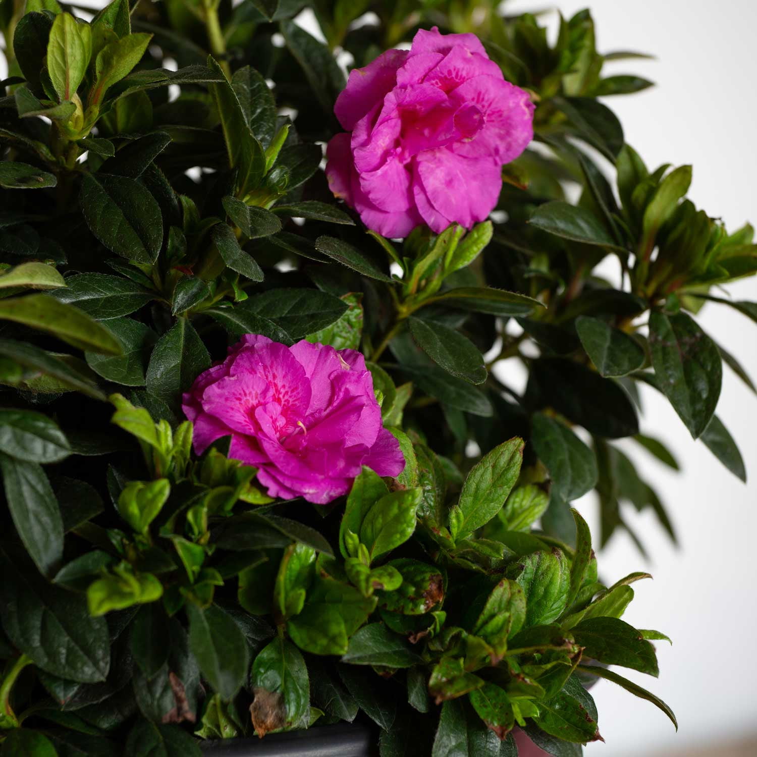 Encore Azalea Autumn Majesty Shrub with Purple Ruffled Blooms (1 Gallon) idiq2
