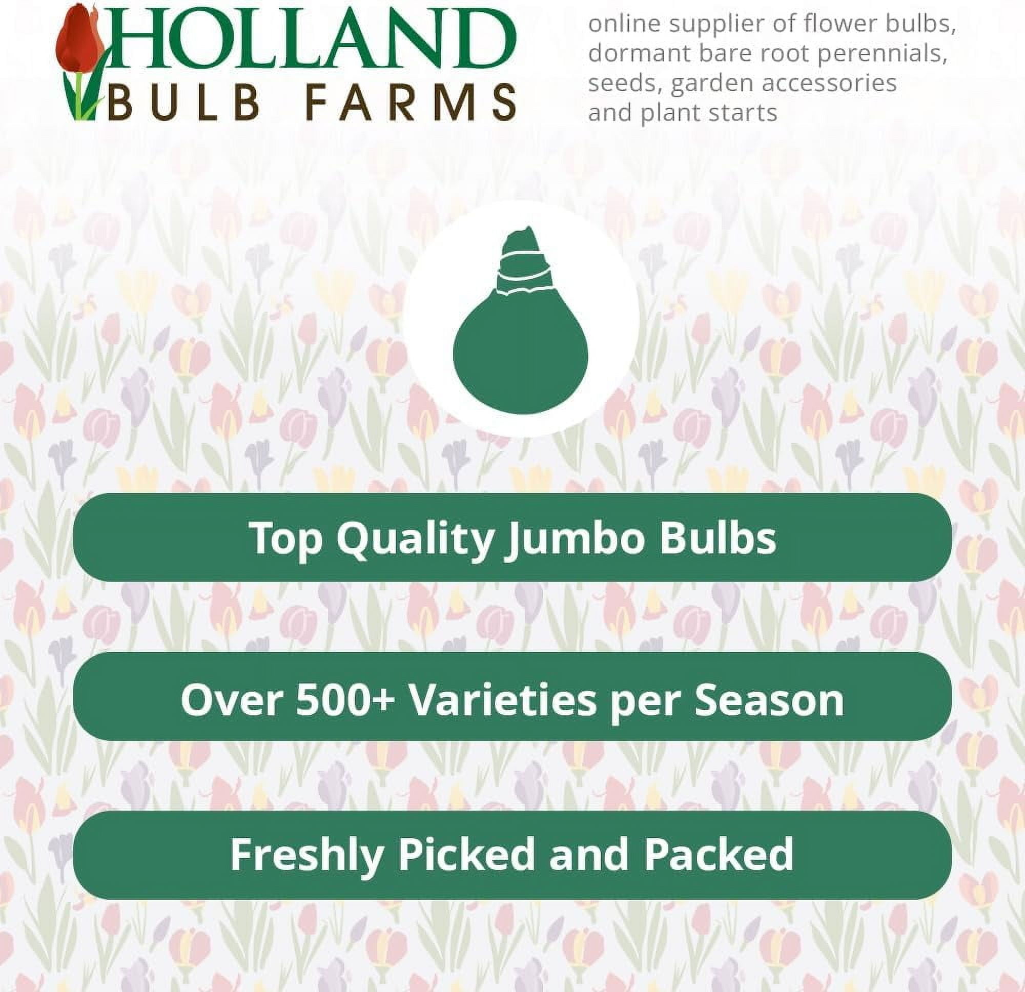 Holland Bulb Farms Soulmate Swamp Milkweed Flower Root (Pink, 1 Pack) npe5z
