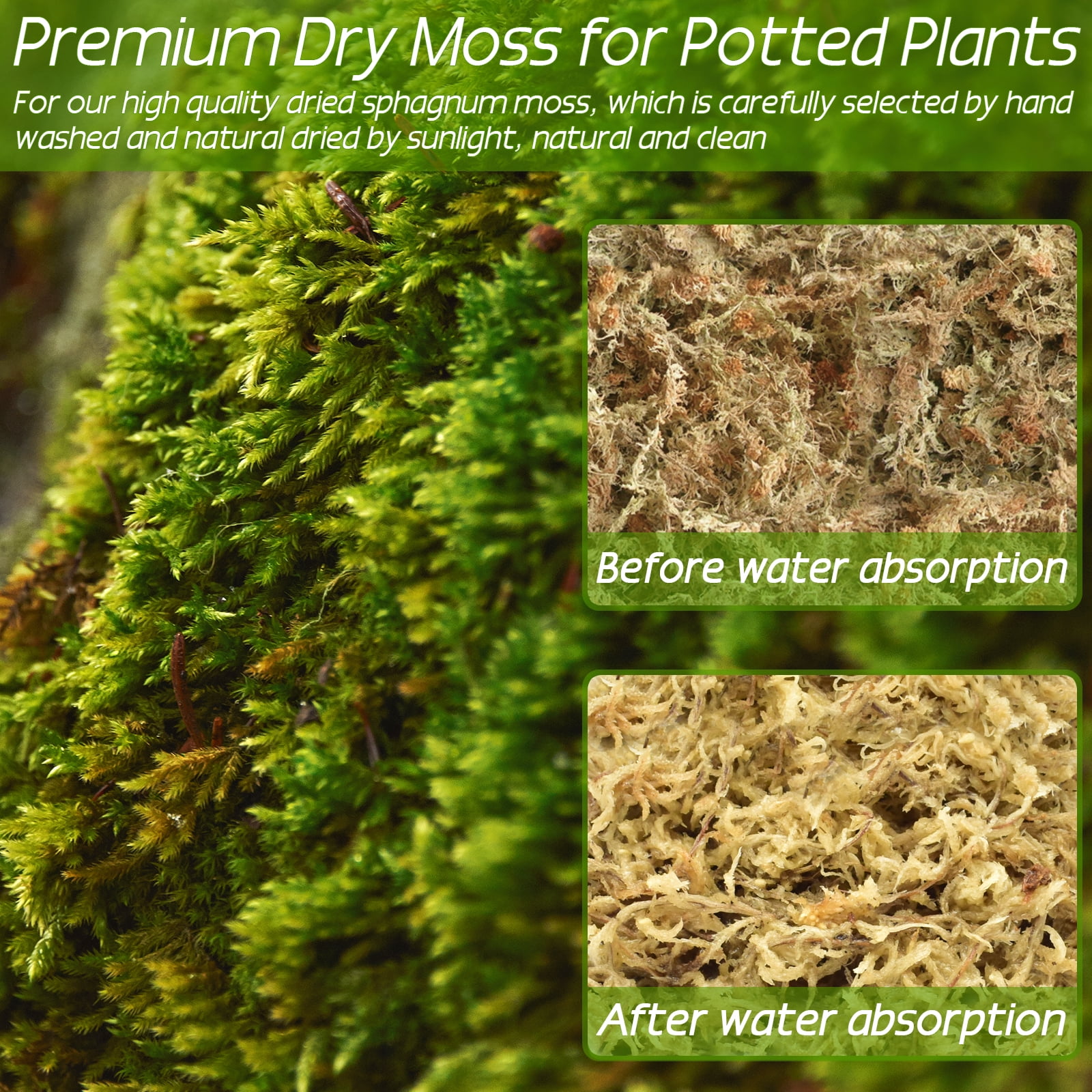 ZeeDix Premium Long-Fibered Sphagnum Moss for Orchids and Carnivorous Plants (Natural, 2.2 lb) 10omh