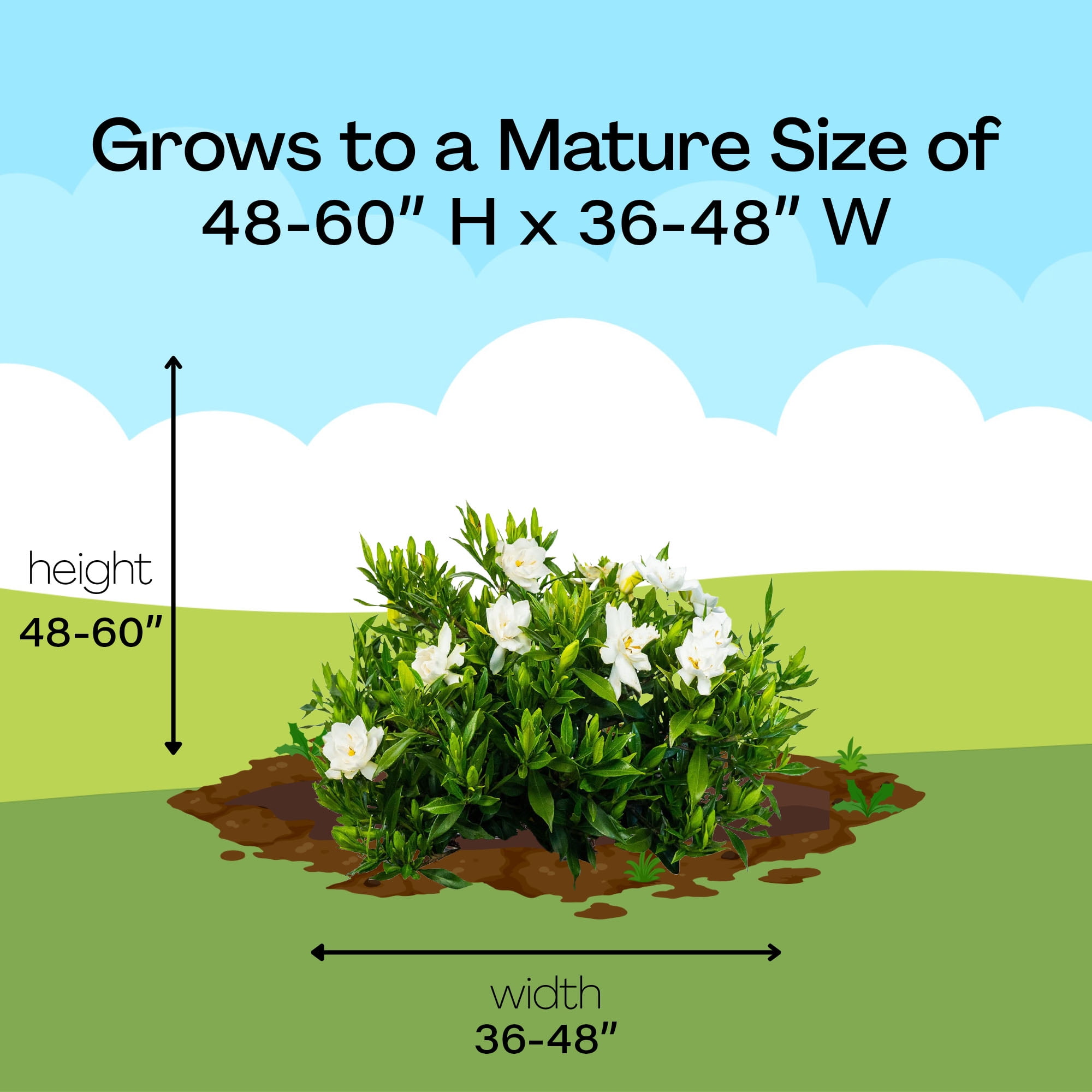 Expert Gardener Gardenia Frostproof Live Shrub (Green, 2.25 gal) tb2lf