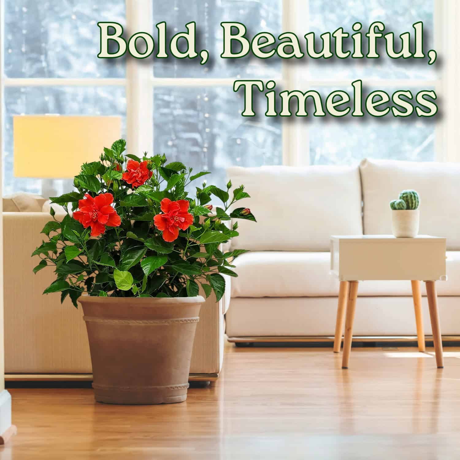 Tropical Plants of Florida Live Double Red Hibiscus Bush (Red, 24 in to 28 in) ctalv