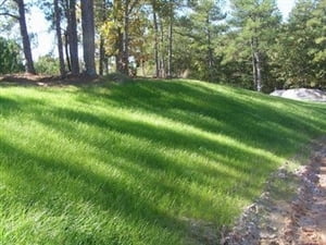 Pennington Sahara Bermuda Grass Seed (Medium to Dark Green, 10 lb) 76p4r