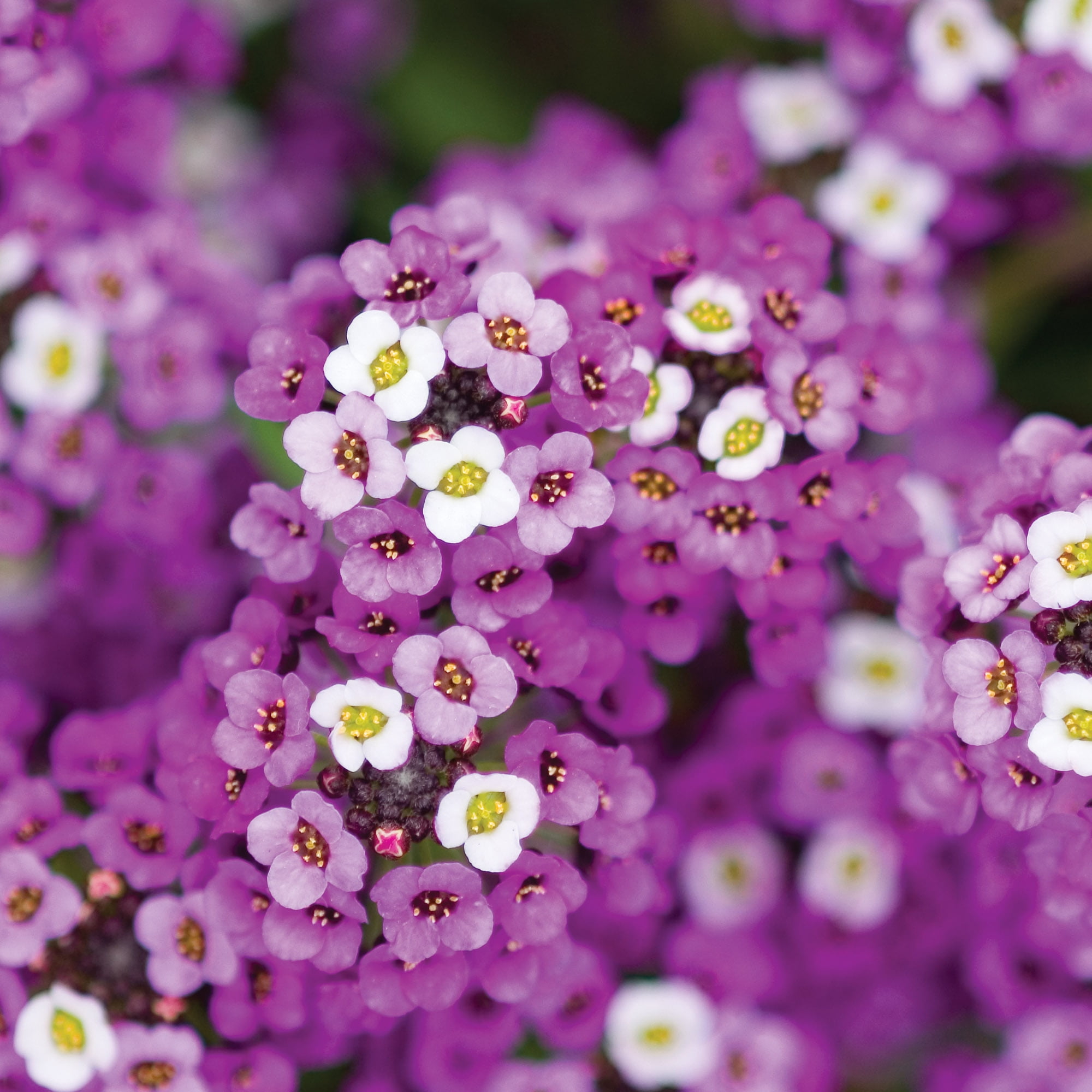 Burpee Royal Carpet Alyssum Flower Seeds (Violet, 1-Pack) zfah2