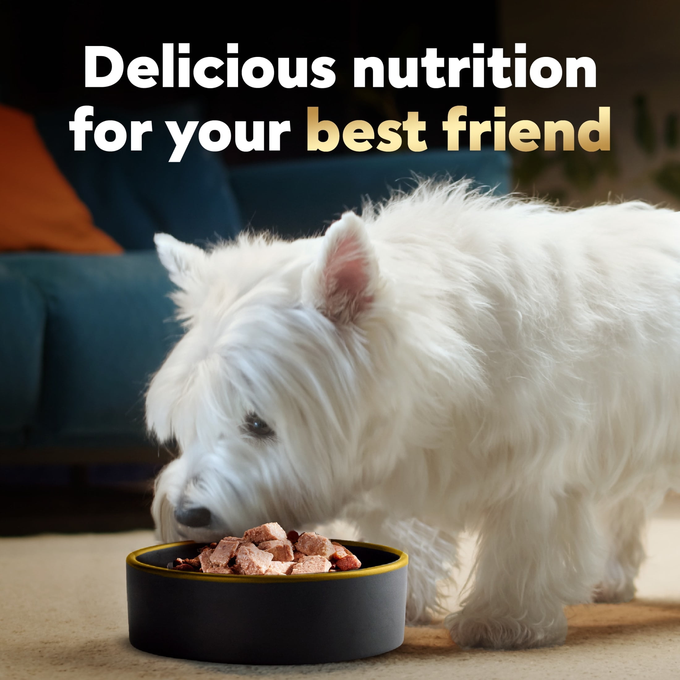 Cesar Soft Wet Dog Food, Classic Loaf in Sauce, Filet Mignon Flavor (24 Pack, 3.5 oz Trays) 3rbkt