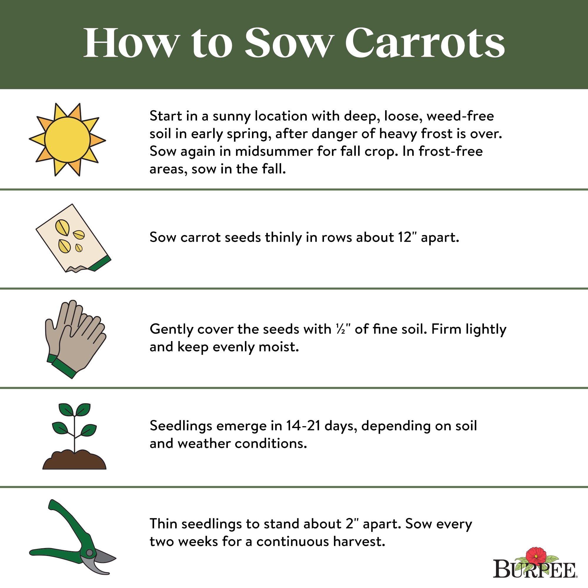 Burpee Short 'N Sweet Carrot Seeds for Vegetable Gardening (1-Pack) 92fs5